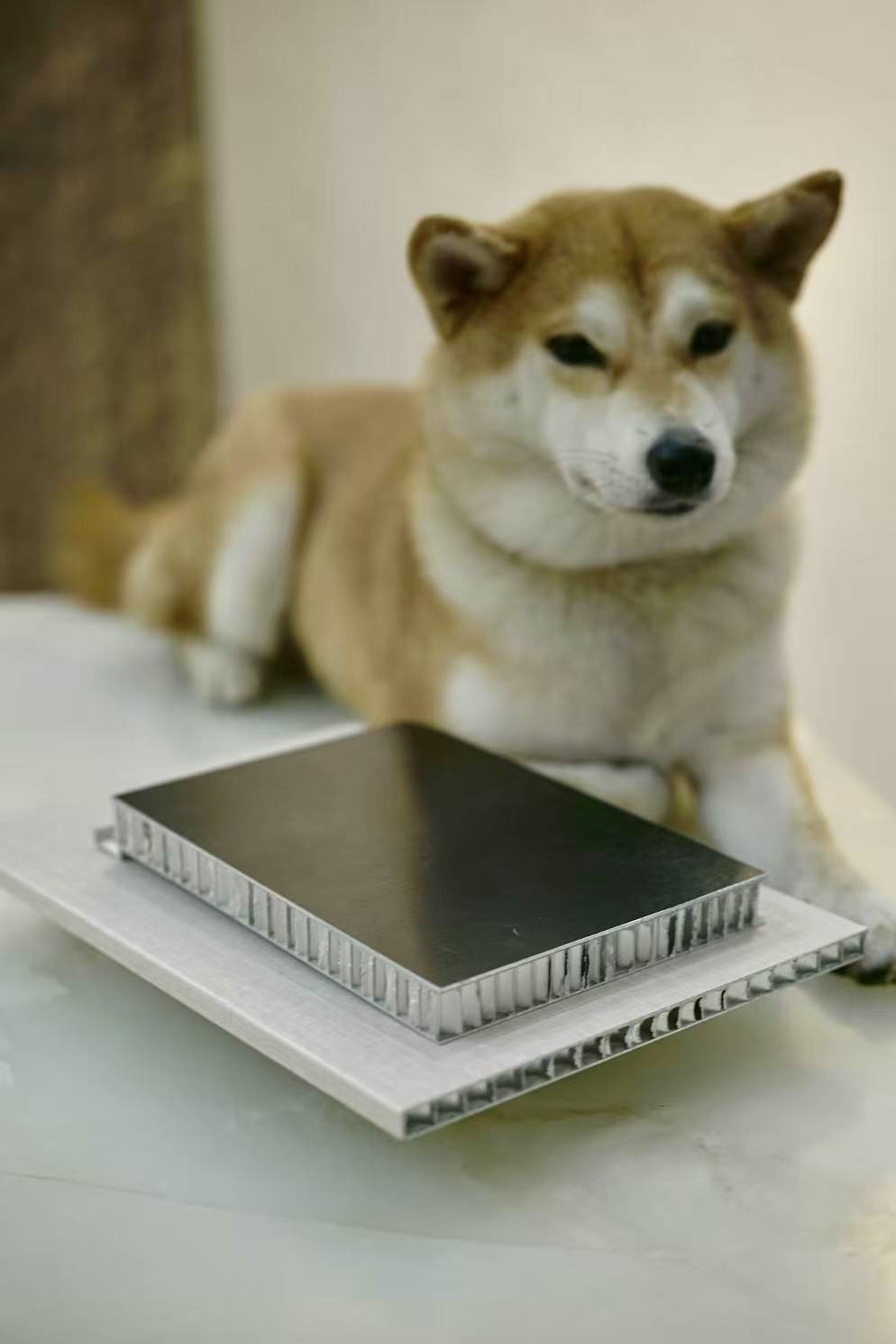 Cross-section of an aluminum honeycomb panel showing hexagonal aluminum core between two face sheets — HyCOMB factory sample photographed with Shiba Inu Luna